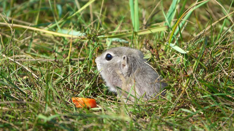 Gopher eats carrot, close up