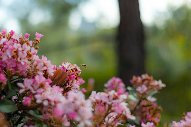 A bee in flight hovering above a field of flowers