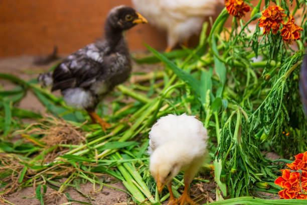 little chickens are walking on the grass.animals.chicken