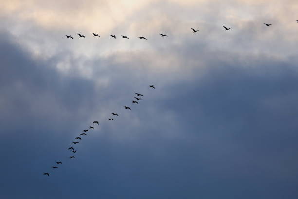 istock Spring flights of birds against the blue sky. 2067724958