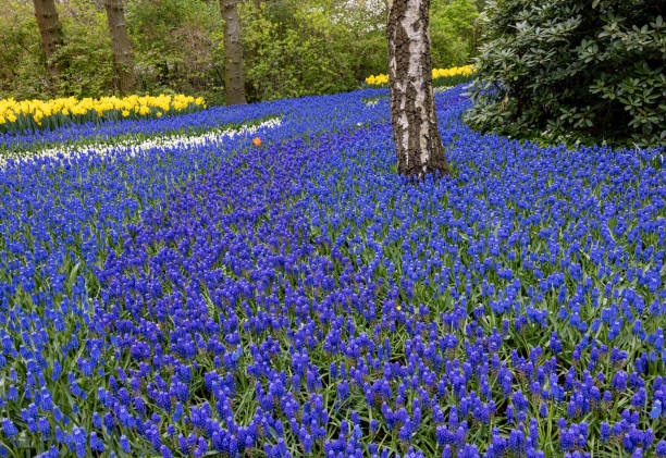 Lisse, Netherlands - April 26th, 2022: Beautiful scenery in Keukenhof royal flower garden in the Netherlands with beautiful flowerbeds and no people