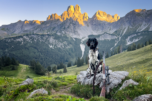 German Large Münsterländer hunting dog in Alps