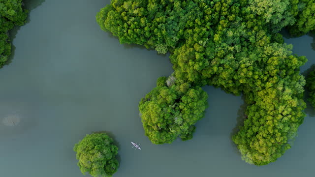 Aerial view of kayaking through mangrove forest