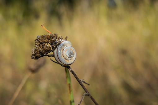 dried plant with a little snail on the top on a field in the summer