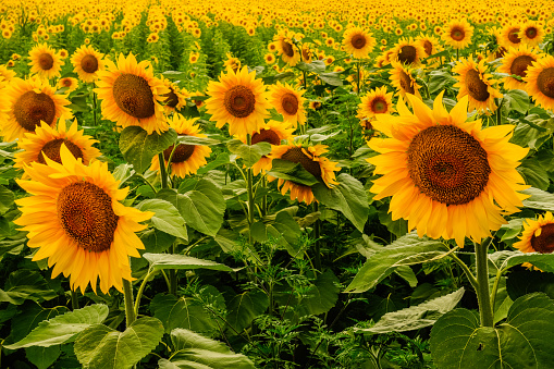 millions of bright sunflowers on a field in the nature and summer
