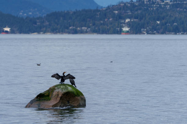 istock Cormorant Spreading Wings on a Seaside Rock 2067739156