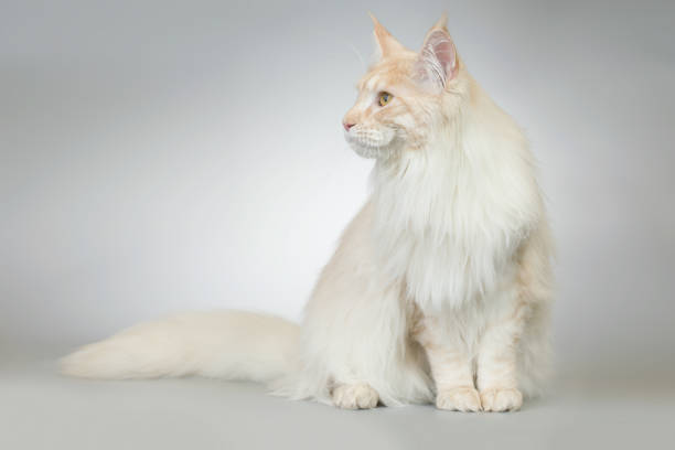 Pretty light fur Maine Coon Cat portrait in studio