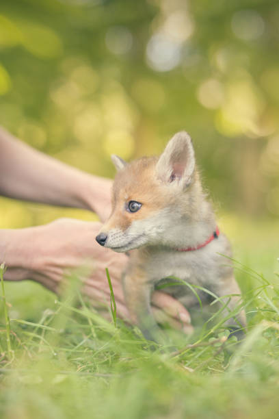 istock Taking care of red fox baby found by people alone in forest 2067743655