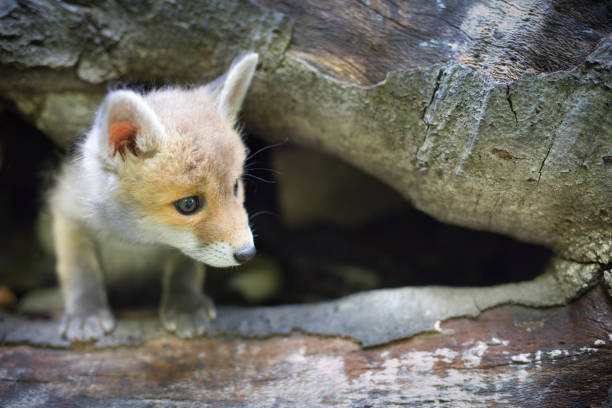 Adopting of baby red fox found in wilf forest lonely
