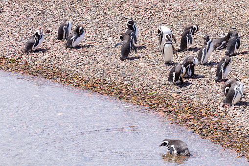 A group of Magellanic penguins. Punta Tombo penguin colony, Patagonia