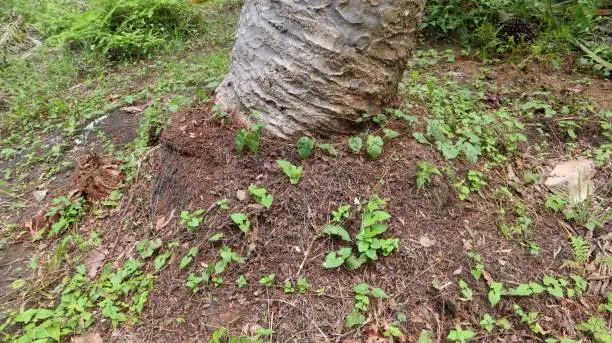 the bottom of the oil palm tree and overgrown with weeds