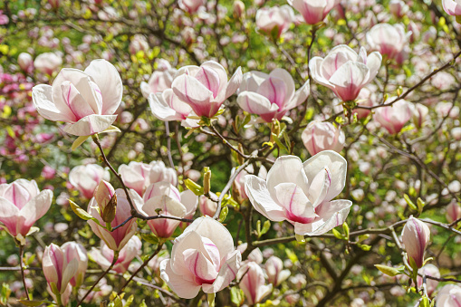 Blooming tree branch with pink Magnolia soulangeana flowers in park or garden on green background with copy space. Nature, floral, gardening.