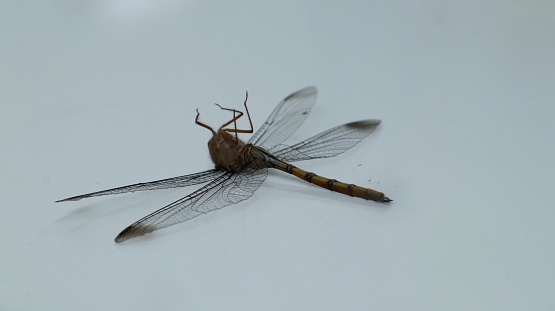 Dragonflies that usually live in clean water on a white background