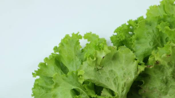 istock Fresh lettuce leaves close up on white background 2067757301