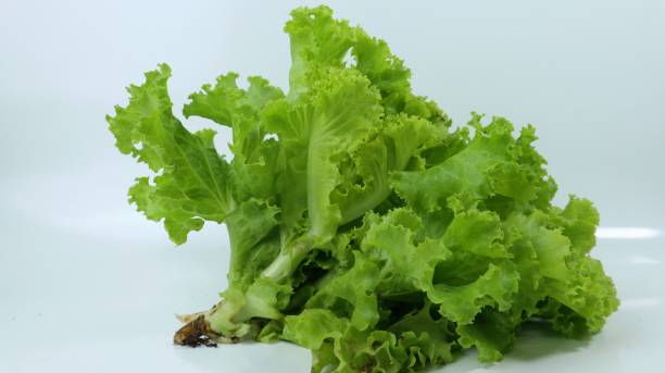 istock Fresh lettuce leaves close up on white background 2067759987