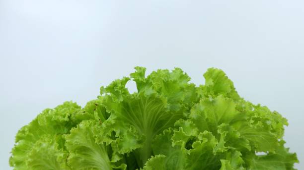istock Fresh lettuce leaves close up on white background 2067760003