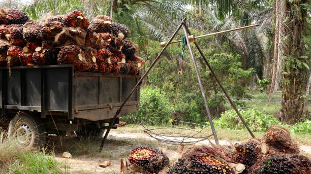 istock oil palm fruit 2067769592