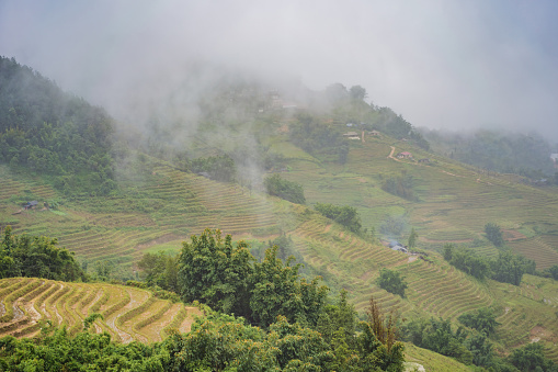 Rice terraces in the fog in Sapa, Vietnam. Rice fields prepare the harvest at Northwest Vietnam. Vietnam opens to tourism after quarantine Coronovirus COVID 19.