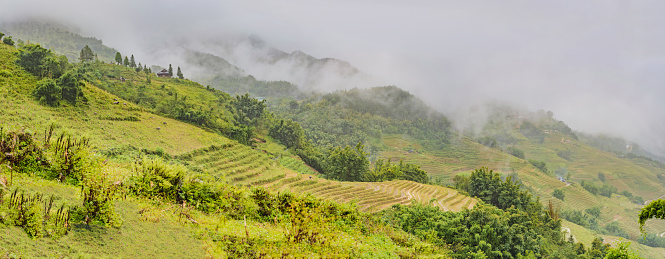 Rice terraces in the fog in Sapa, Vietnam. Rice fields prepare the harvest at Northwest Vietnam. Vietnam opens to tourism after quarantine Coronovirus COVID 19.