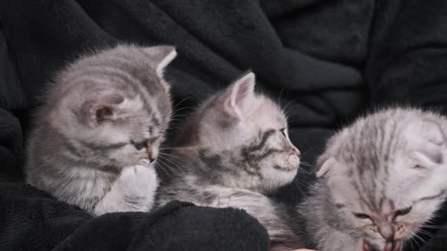 Close-Up Lot of Cute Kittens Funny Sit Together and Plays in Female Hands