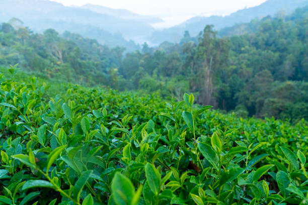 istock Green tea plant at tea plantation. 2067788746