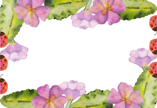 Hand drawn watercolor illustration spring gardening flower bed, leaves buds nature blossom. Horizontal frame isolated on white background. Design shop, scrapbooking, packaging, decoupage, invitation Hand drawn watercolor illustration spring gardening flower bed, leaves buds nature blossom. Horizontal frame isolated on white background. Design shop, scrapbooking, packaging, decoupage, invitation. ladybug frame border clip art stock illustrations