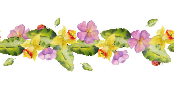 Hand drawn watercolor illustration spring gardening flower bed primula leaves ladybug nature plant. Seamless banner isolated on white background. Design print, shop, scrapbooking, packaging, wallpaper Hand drawn watercolor illustration spring gardening flower bed primula leaves ladybug nature plant. Seamless banner isolated on white background. Design print shop, scrapbooking, packaging, wallpaper ladybug frame border clip art stock illustrations