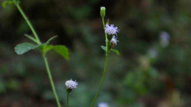 istock tropical plant that has beautiful white flowers 2067794328