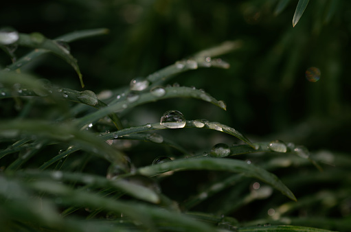 beautiful water droplets