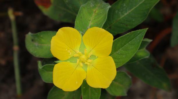 istock The beautiful yellow Ludwigia peruviana 2067796478
