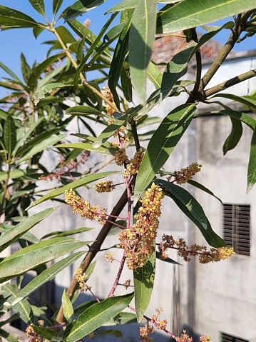 Mangifera indica, commonly known as mango, is a species of flowering plant in the family Anacardiaceae.It is a large fruit tree, capable of growing to a height of 30 metres (100 feet). There are two distinct genetic populations in modern mangoes – the 