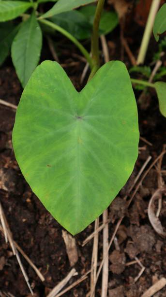 taro leaves - cut out flower freshness group of objects ストックフォトと画像