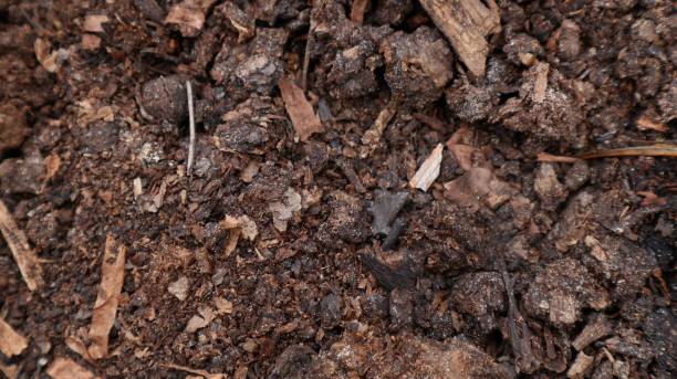 istock humus soil and old wood remains 2067799706