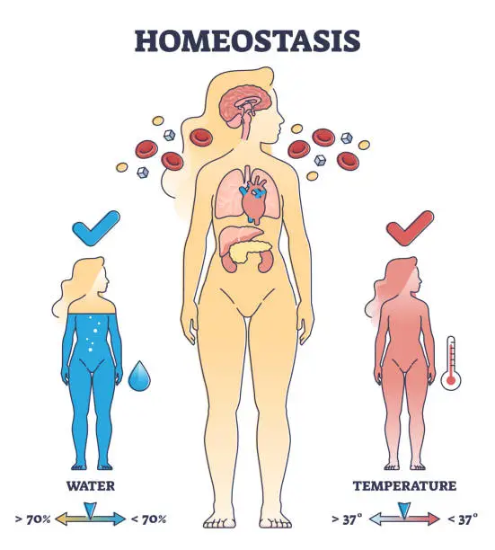 Vector illustration of Homeostasis state with body temperature and water regulation outline diagram