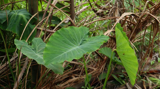 Taro leaves are in the shape of love