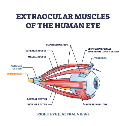 Extraocular muscles of human eye with muscular anatomy outline diagram. Labeled educational structure scheme with trochlea, annulus of zinn or optic nerve location for eye movement vector illustration