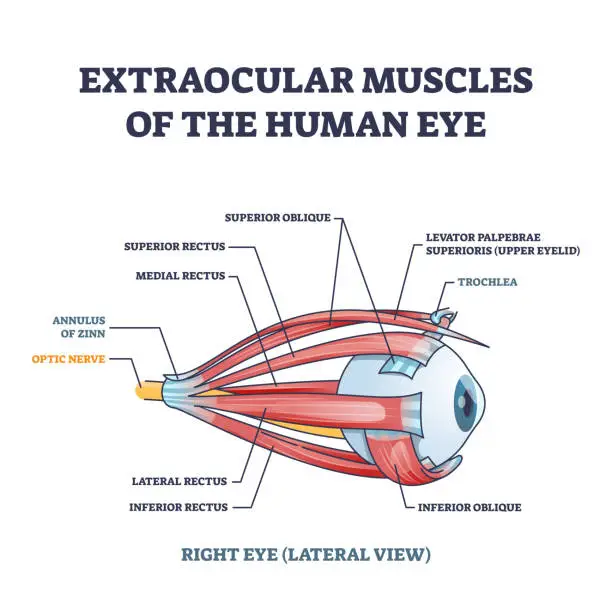 Vector illustration of Extraocular muscles of human eye with muscular anatomy outline diagram