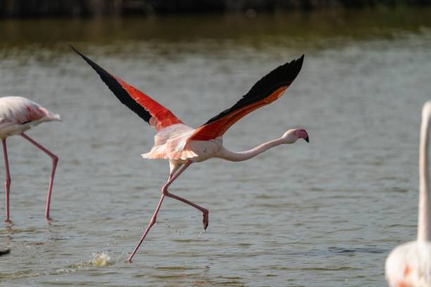 istock Flamingos in shallow water 2067808535
