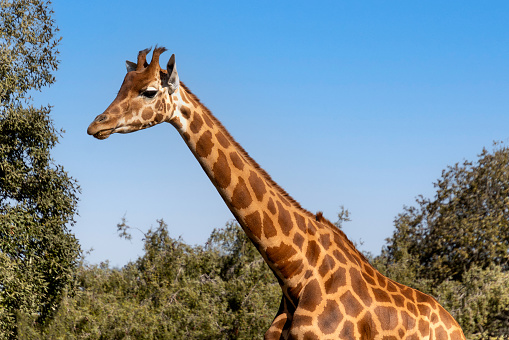 close-up of a giraffe's head