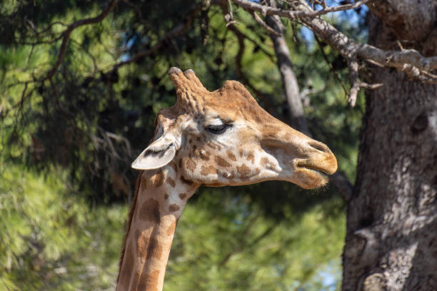 istock close-up of a giraffe's head 2067818169