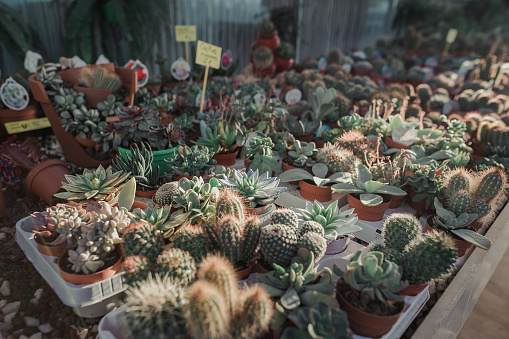 High angle view photo of a variety of cactus in pots in a greenhouse
