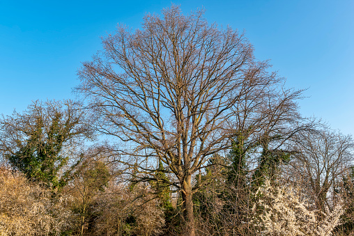 Bare deciduous tree with partly white flowering small trees and bushes in the undergrowth and blue, cloudless sky