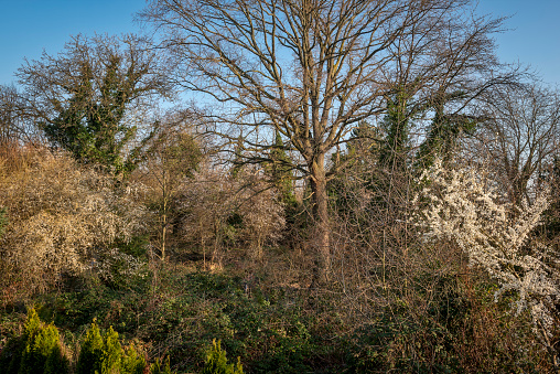 Bare deciduous tree with partly white flowering small trees, a blackberry bush and other bushes in the undergrowth in sunny weather