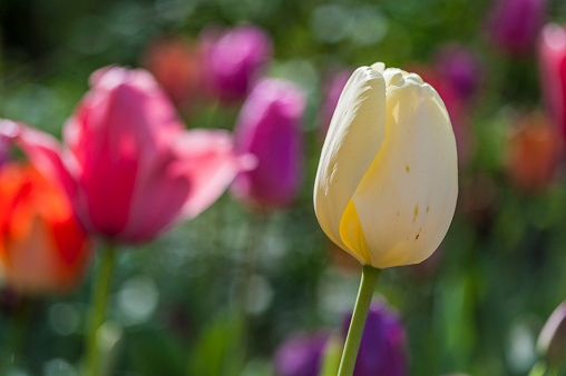Tulips. Nature. Spring Summer.