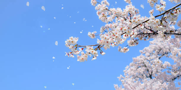 istock sakura flower and blue sky.cherry blossom tree 2067855682