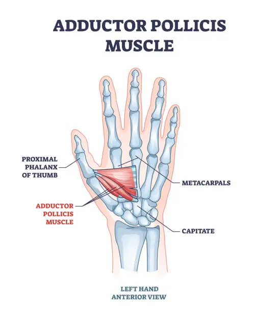 Vector illustration of Adductor pollicis muscle with hand or palm skeletal system outline diagram