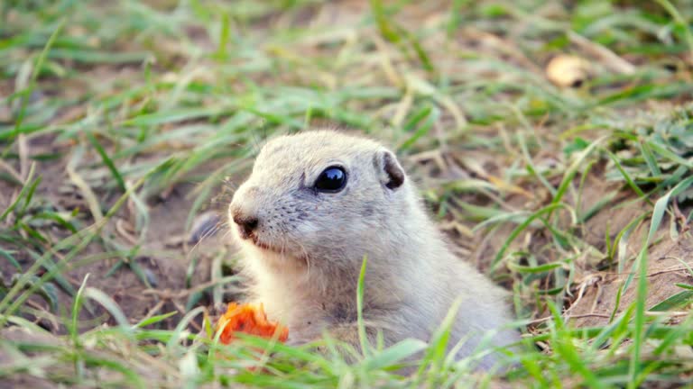 Gopher eats carrot, close up