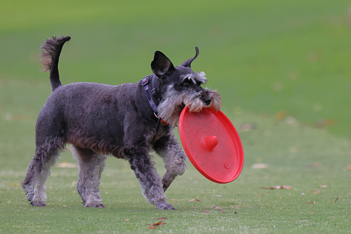 Schnauzer dog in the park, playing with a red Frisbee