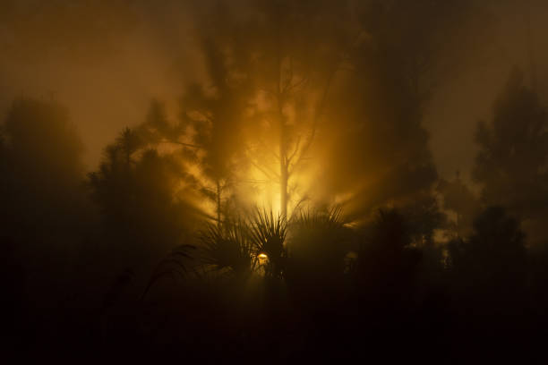 Photo take at Picayune Strand state forest in Collier county, Florida. Nikon D7200 with AF-S NIKKOR 70-200mm f/2.8E FL ED VR