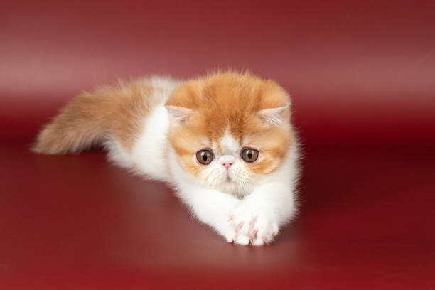 istock small beautiful red kitten exotic on a burgundy background in the studio. 2067874072